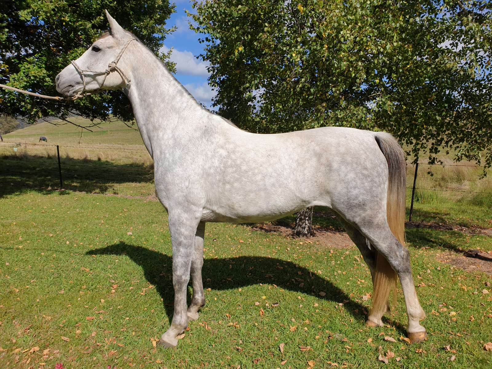 ELITE ENDURANCE HORSES FOR SALE